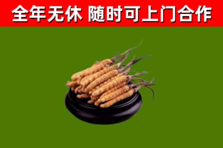 华安县回收冬虫夏草